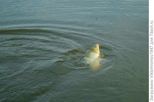 И сазан не сдаётся!