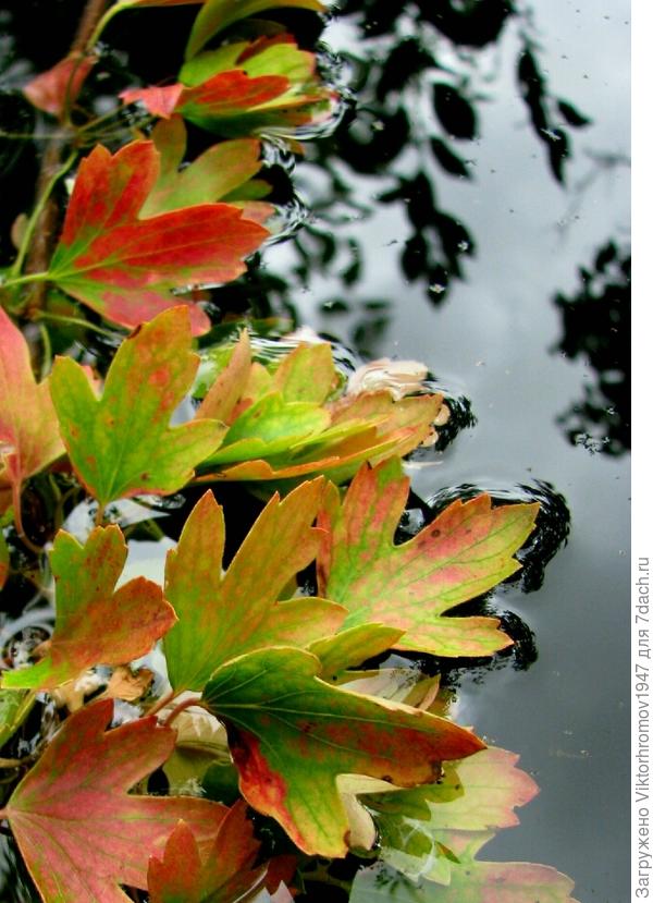 Отломилась веточка Реписа...