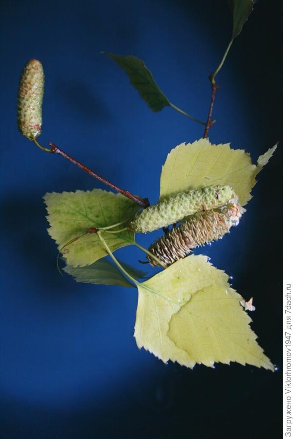 Берёзовые серёжки.