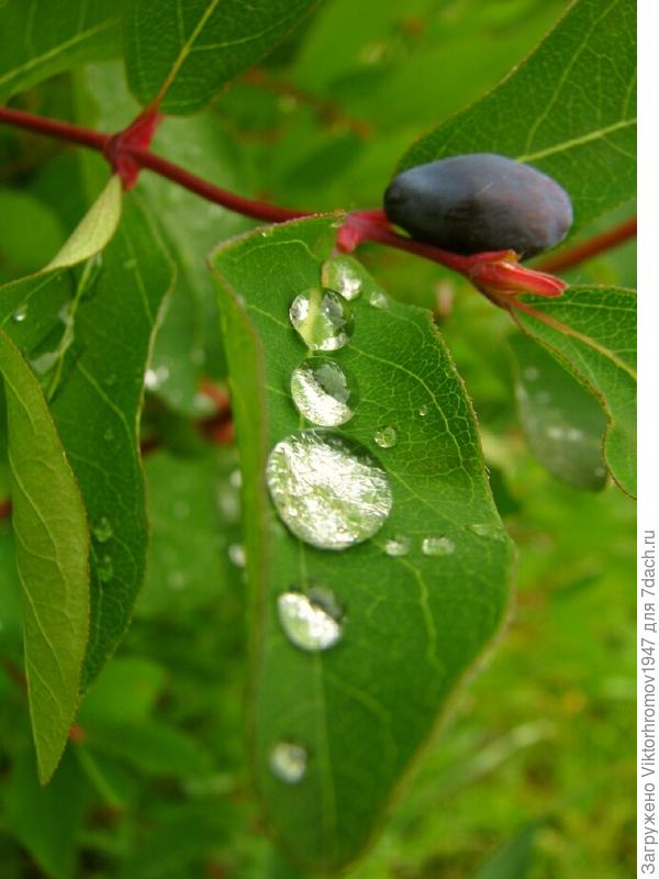 Скатиться что ли?...