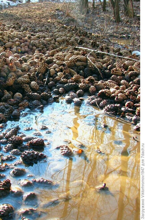 МАСЛЕНИСТОЕ