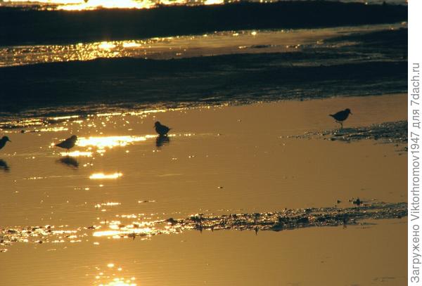 а кулики всё ещё питаются.