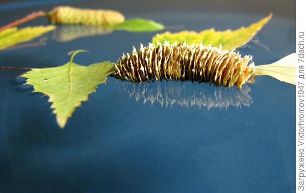 У берёзы тоже есть семена (серёжки)