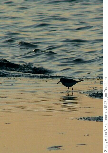 Бесстрашный кулик.