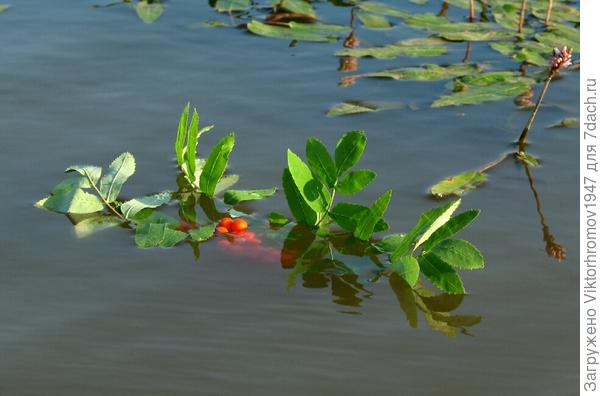 Веточка рябины на пруду.