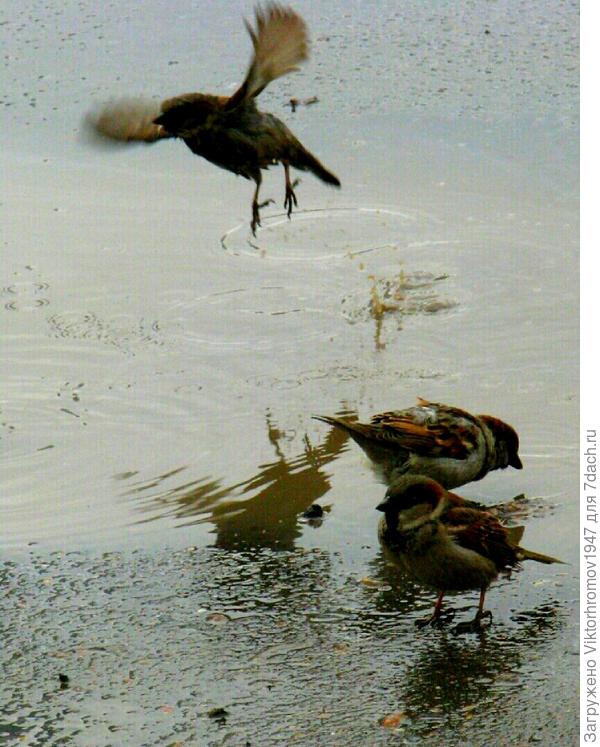 Третий лишний