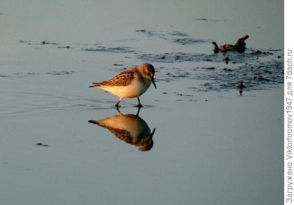 а плавать не умеет. (пословица)