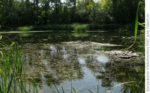 Приехал порыбачить. А блесну и не забросить. Трава кругом. Год назад хороших щучек ловили на этом месте.