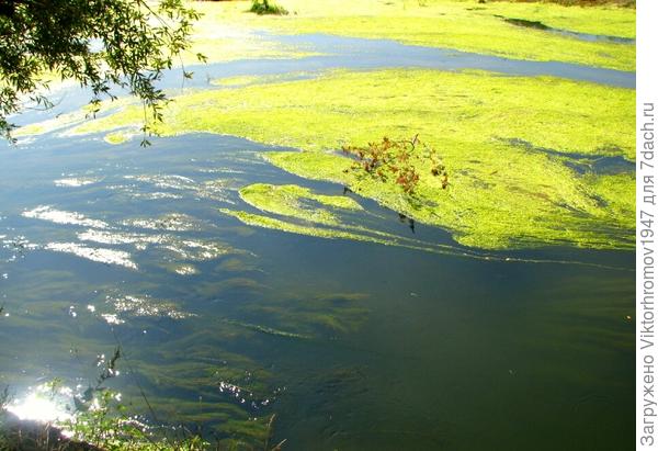 Солнечные блики...