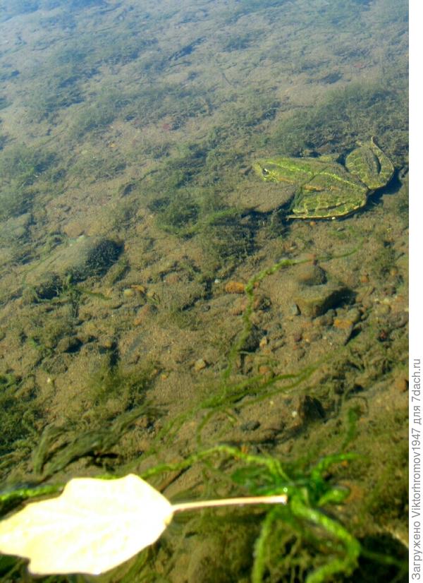 И ещё лягушка.