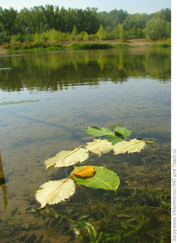 Листики плавают.