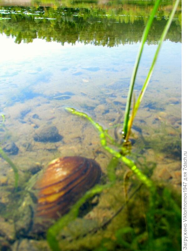 А вон ракушка...