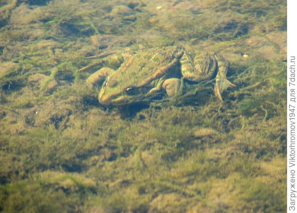 Под листиками на дне сидит лягушка