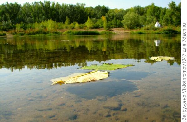 Плавно подплывает