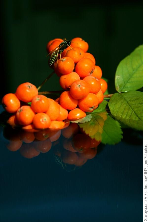 Сумерки. Веточка рябины в воде.