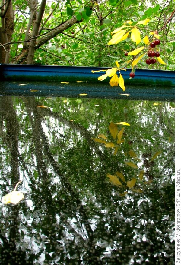 В отражениях всё больше желтезны. Осень!