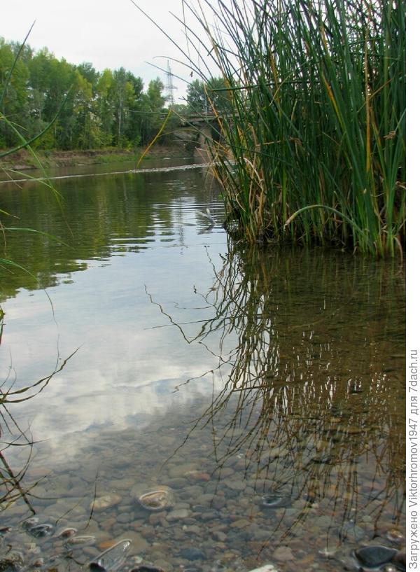 Камыш вымахал выше человеческого роста.