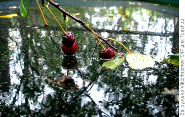 Оставшиеся вишенки купаются в ёмкости...