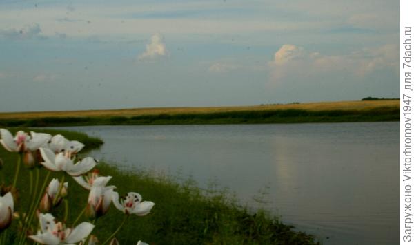 На степных озёрах.