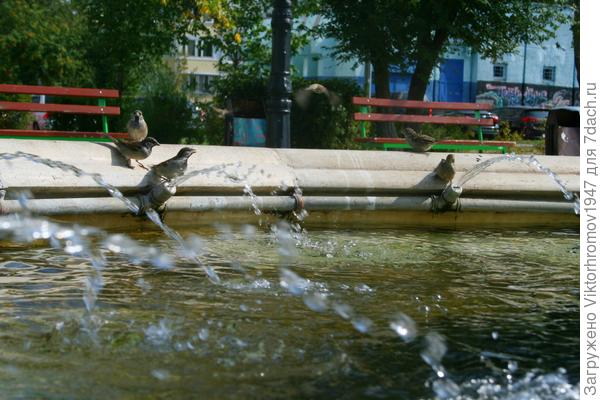 воробьи на фонтане...