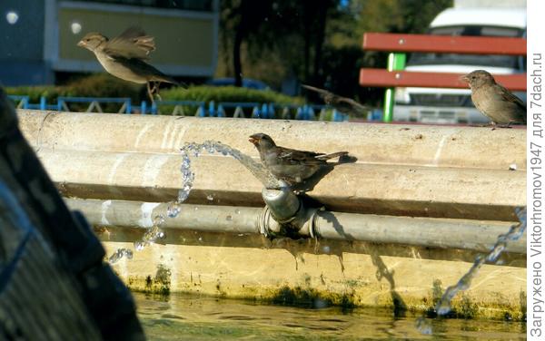 Весело у воды!