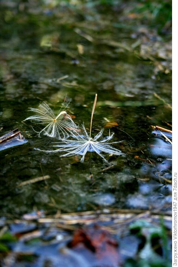 ПРИВОДНИЛИСЬ