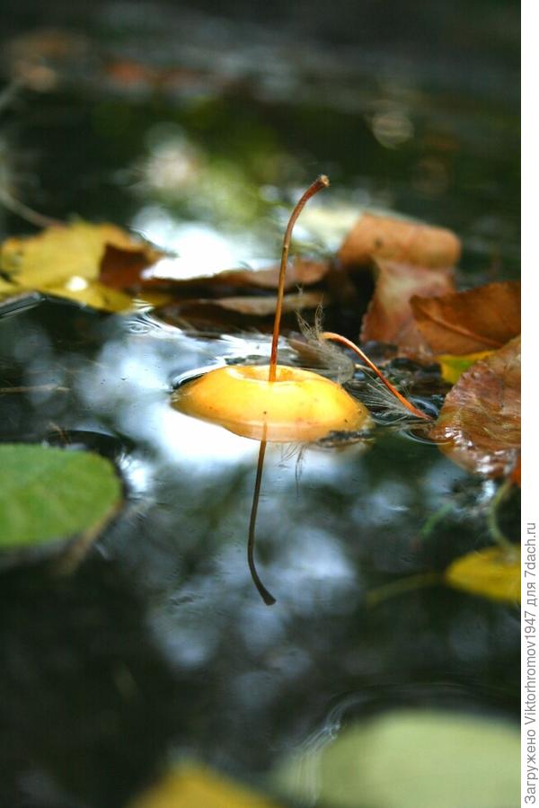 Признаки Осени...