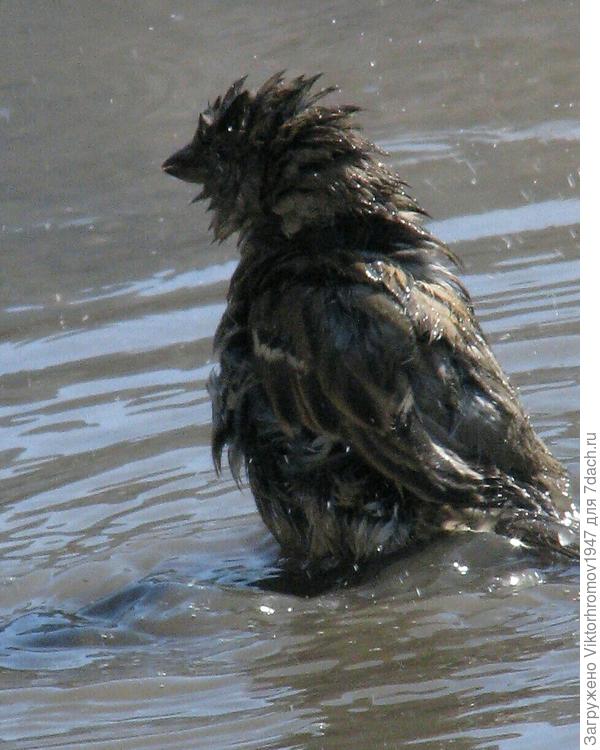 Я купающийся воробушек...
