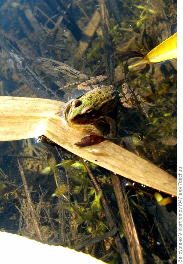 Как будто Лето не кончалось?...