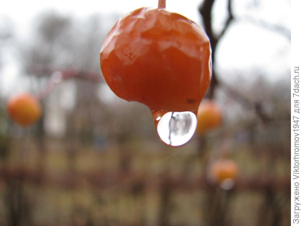 Диафрагма фотоаппарата.