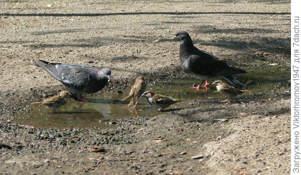 приходиться дружить!