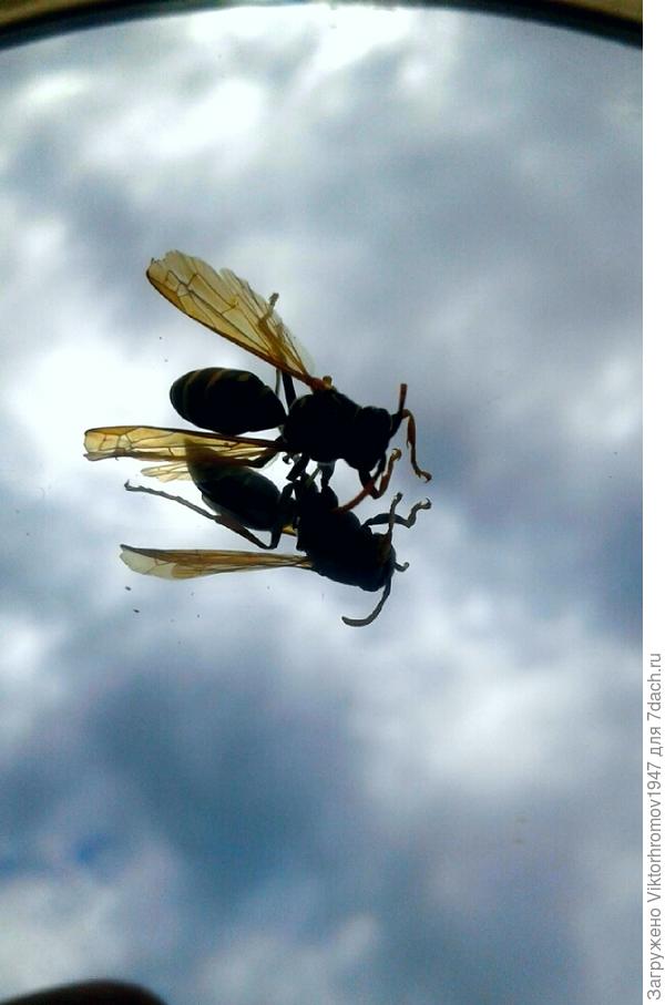 Летела к облакам... а оказалось ЗЕРКАЛО...