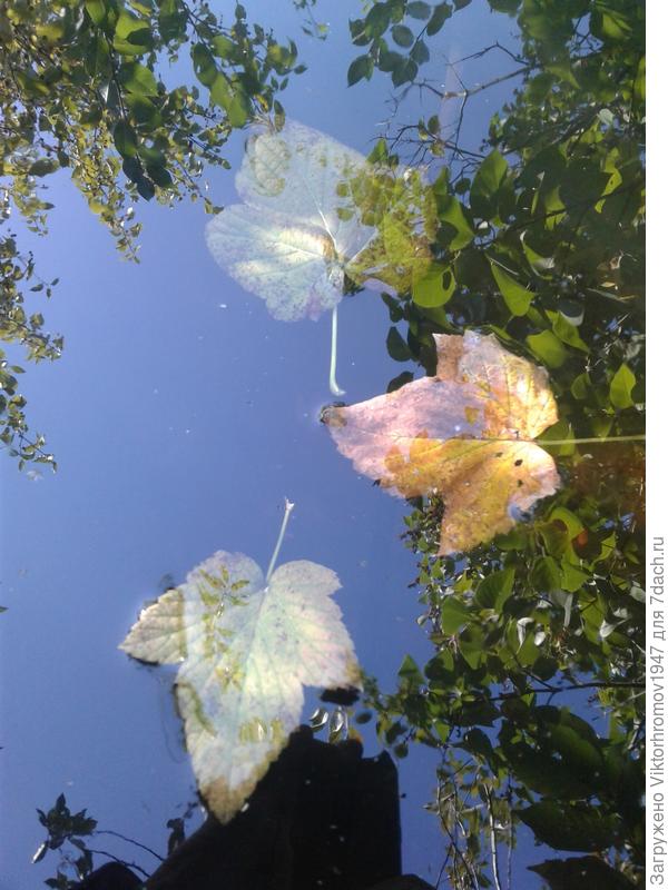 Первые краски осени...