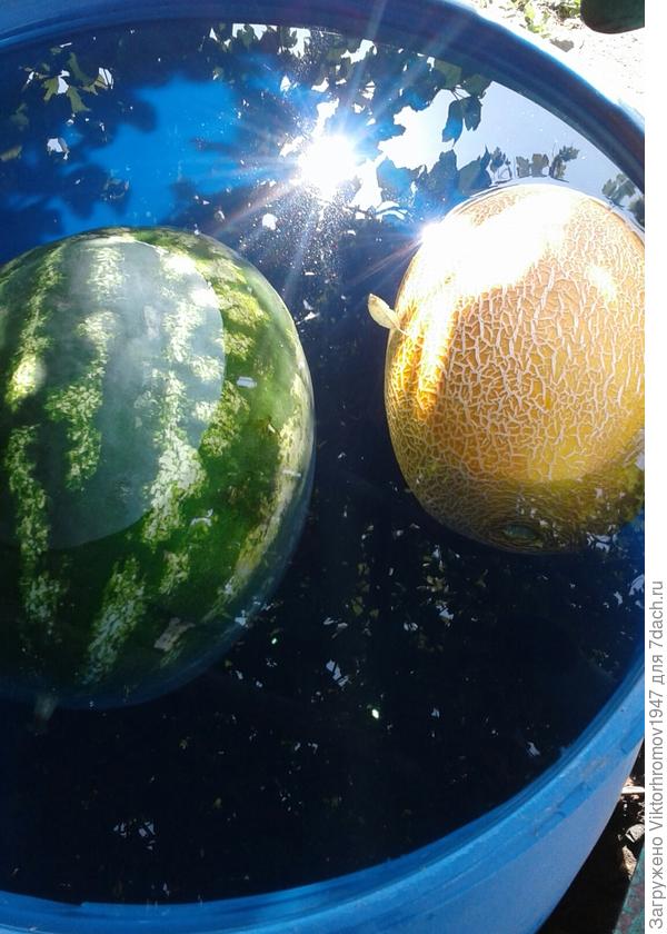 ФРУКТ и ОВОЩ