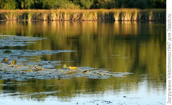 Пруд красиво встречает Осень...