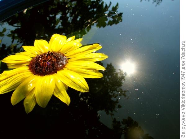 Решили вместе искупаться в тёпленькой бочковой водичке...