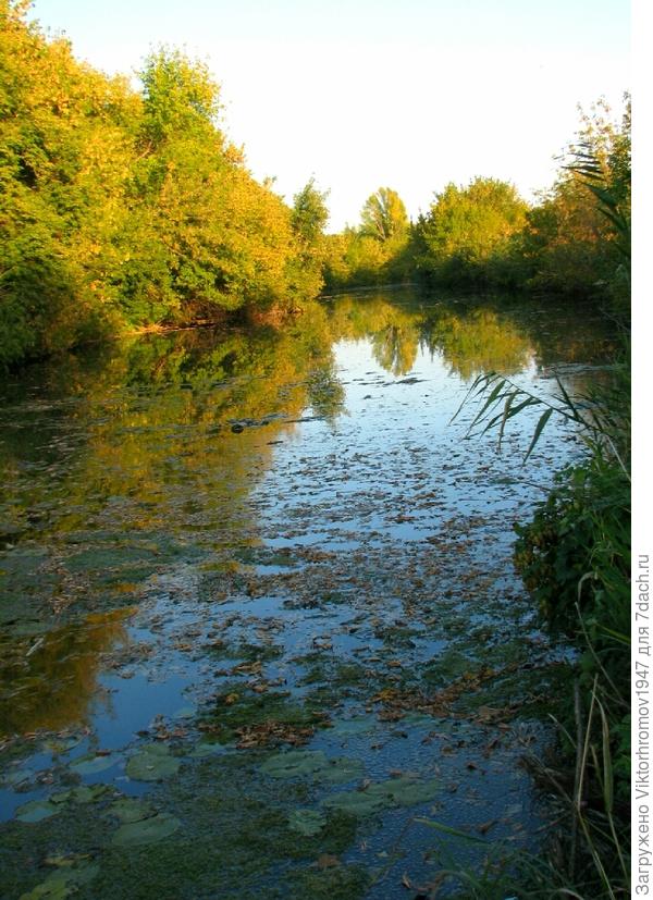 Вот и прудик пожелтел