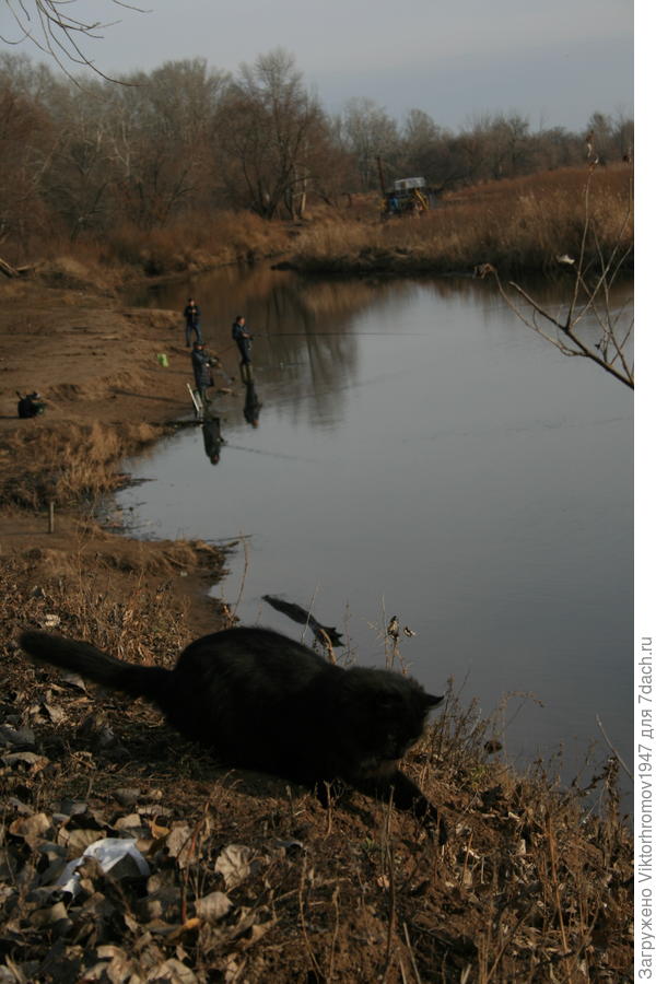 Кто рыбок ловит...А я люблю мышек