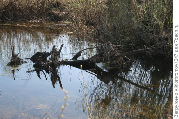 вот где Леший живет...