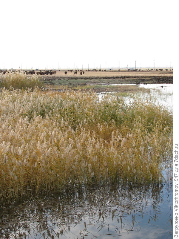 Наши озера готовятся встречать Зиму.