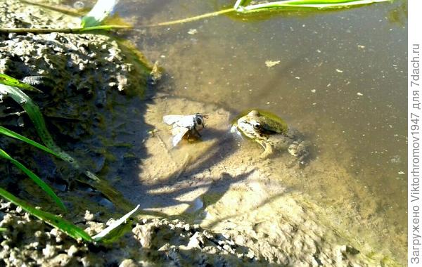 ГИПНАТЕЗЁРЫ...