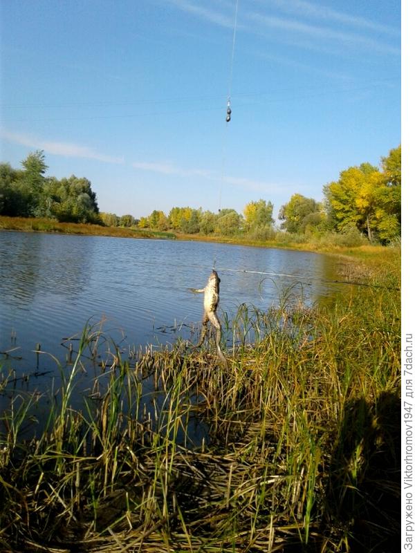 &quot;МОЖЕТ  УПРЫГАТЬ&quot;