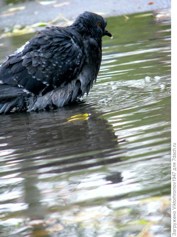 Аж с клюва капает...