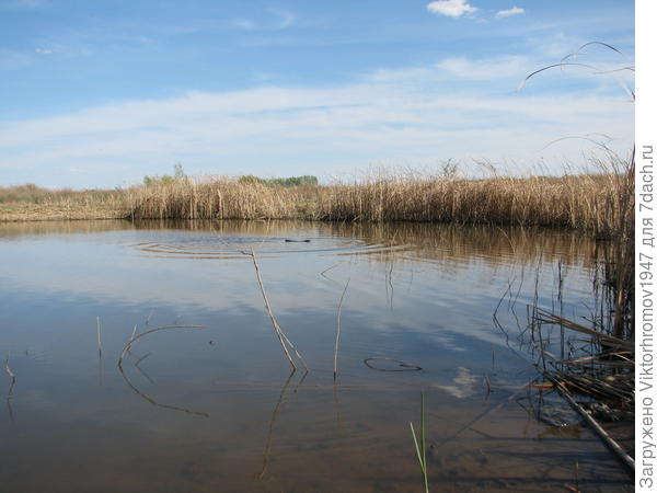 Скоро перелётные стаи гусей и уток временно  окупируют эти водоёмы для отдыха.