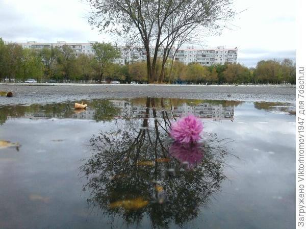 Одинокое дерево