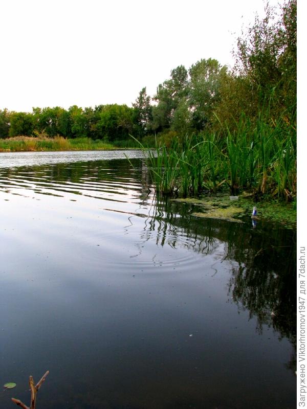 Видны всплески охоты щуки на малька и солидные круги от игры сазана