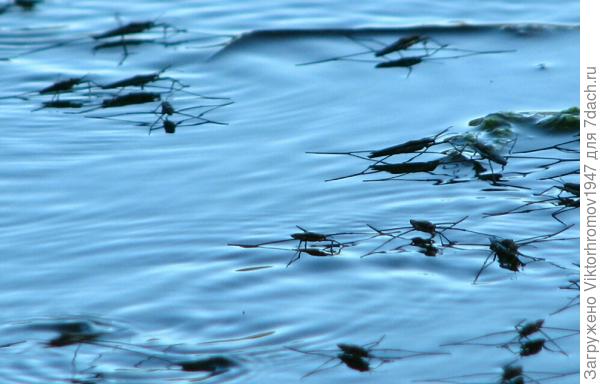 Приблизился. Что это? Как конькобежцы...