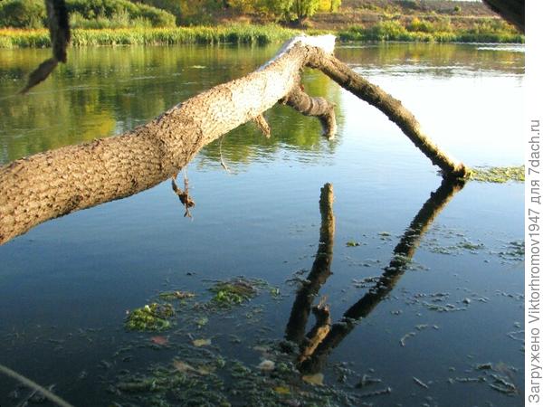 Под этой корягой...точно сомик должен жить.
