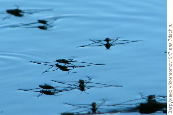 Оказалось, это красавцы ВОДОМЕРЫ. Видимо обсуждали, где и как будут зимовать.