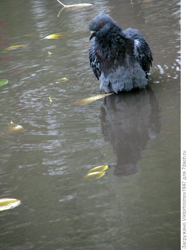 Искупаться хорошо...нельзя.
